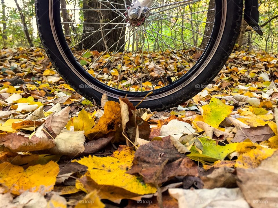 Bicycle wheel surrounded by yellow leaves