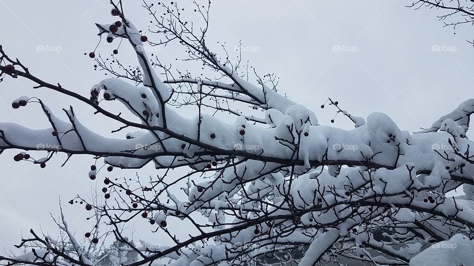 Snowy branches