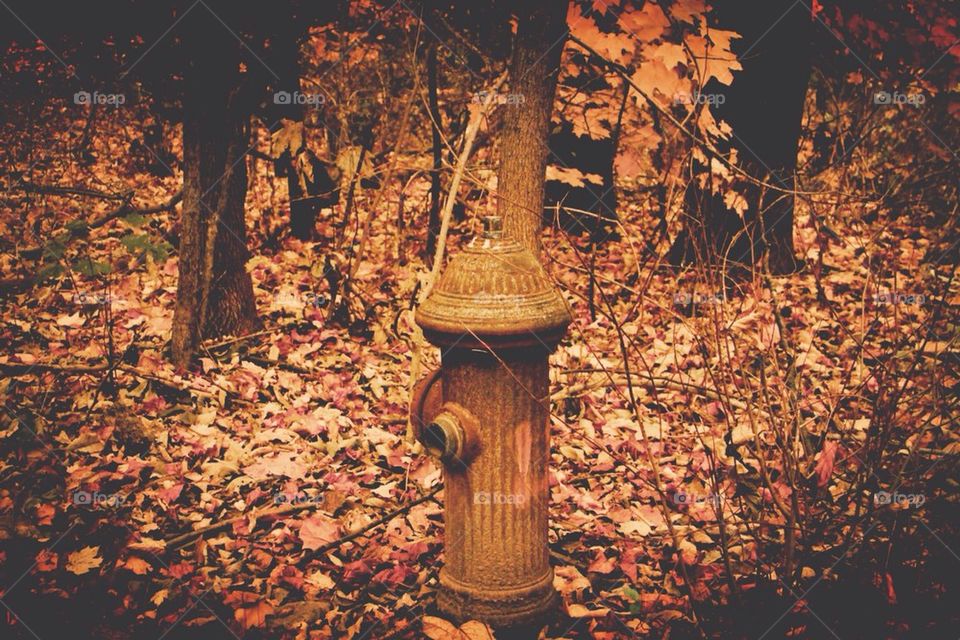 Prospect park, Brooklyn