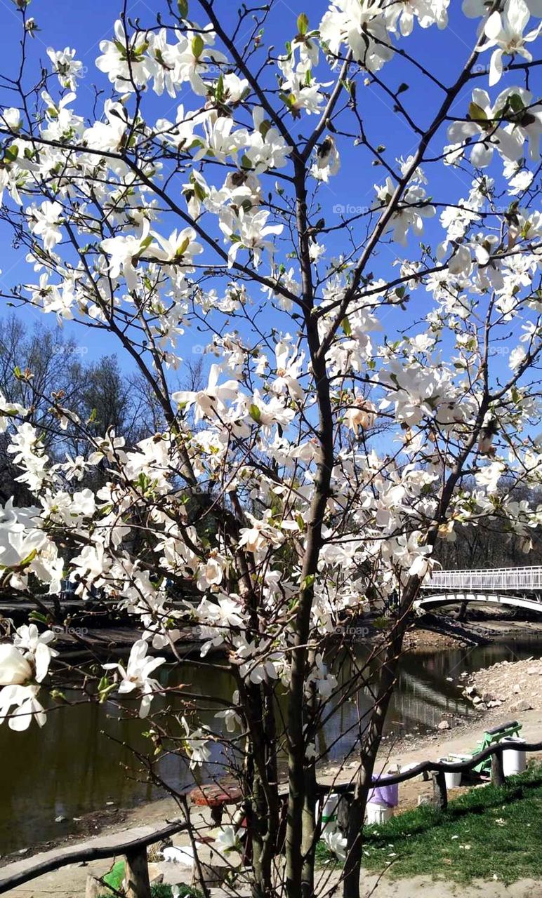 White magnolia in the park