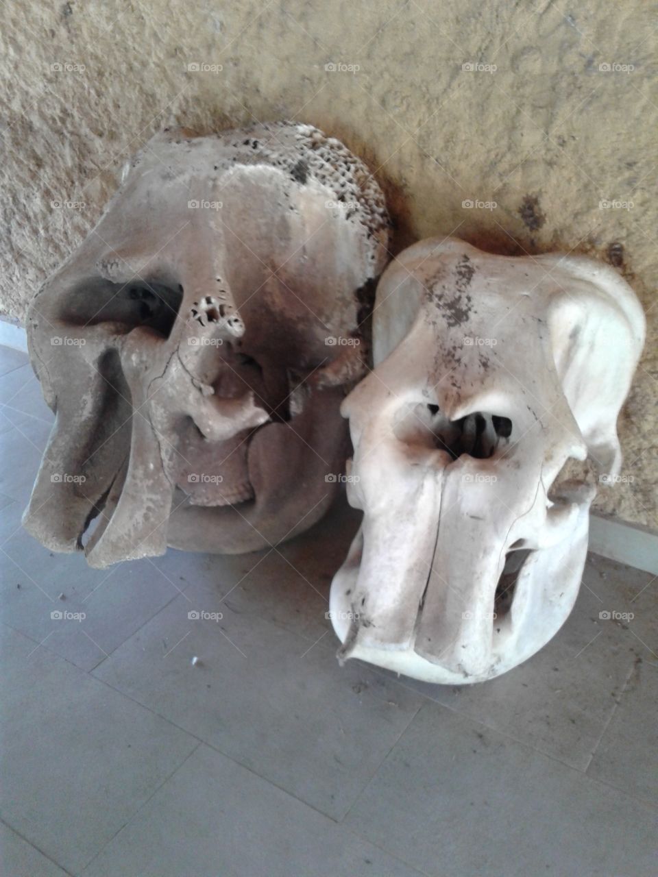 Elephant Skulls
