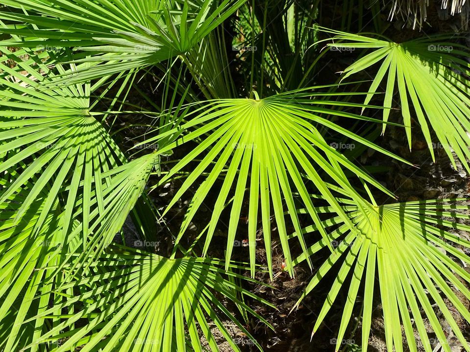 Green plants with pointed leaves