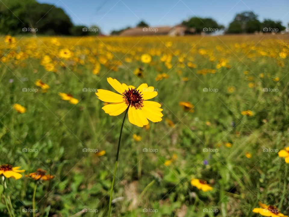 A beautiful meadow of wildflowers with bright golden wild coreopsis creating a golden blanket across the field.