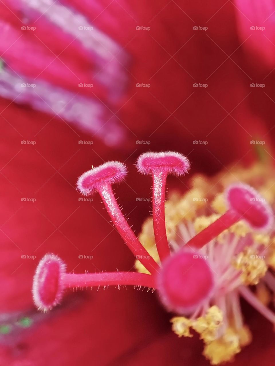 Macro photo of a flower growing in the garden