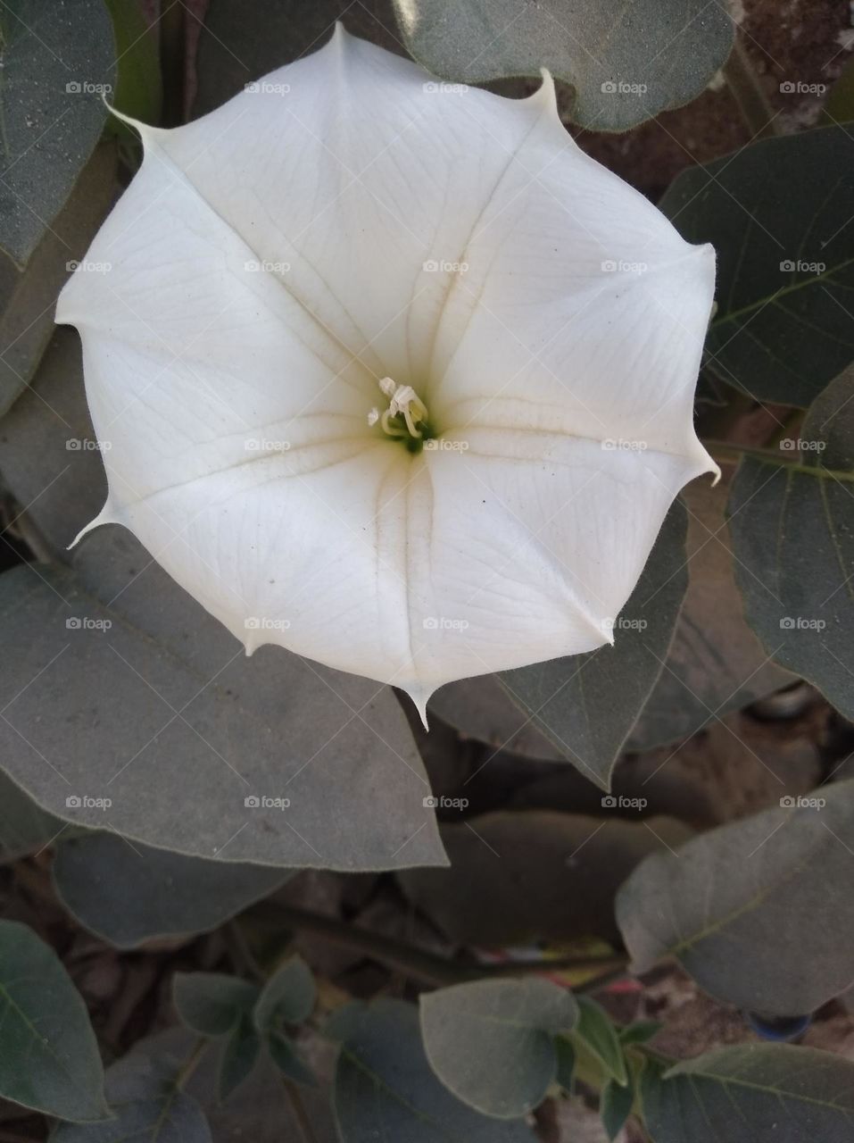 the Datura Flower white in colour looks very beautiful generally found everywhere fresh seasonal very poisonous species