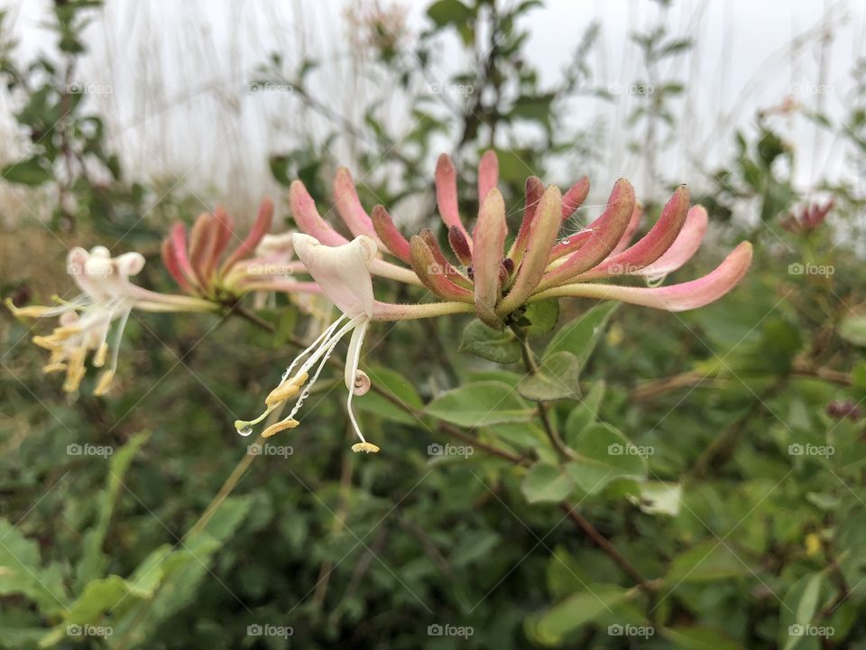 Some pretty impressive wild honeysuckle out there in the wild outdoors.