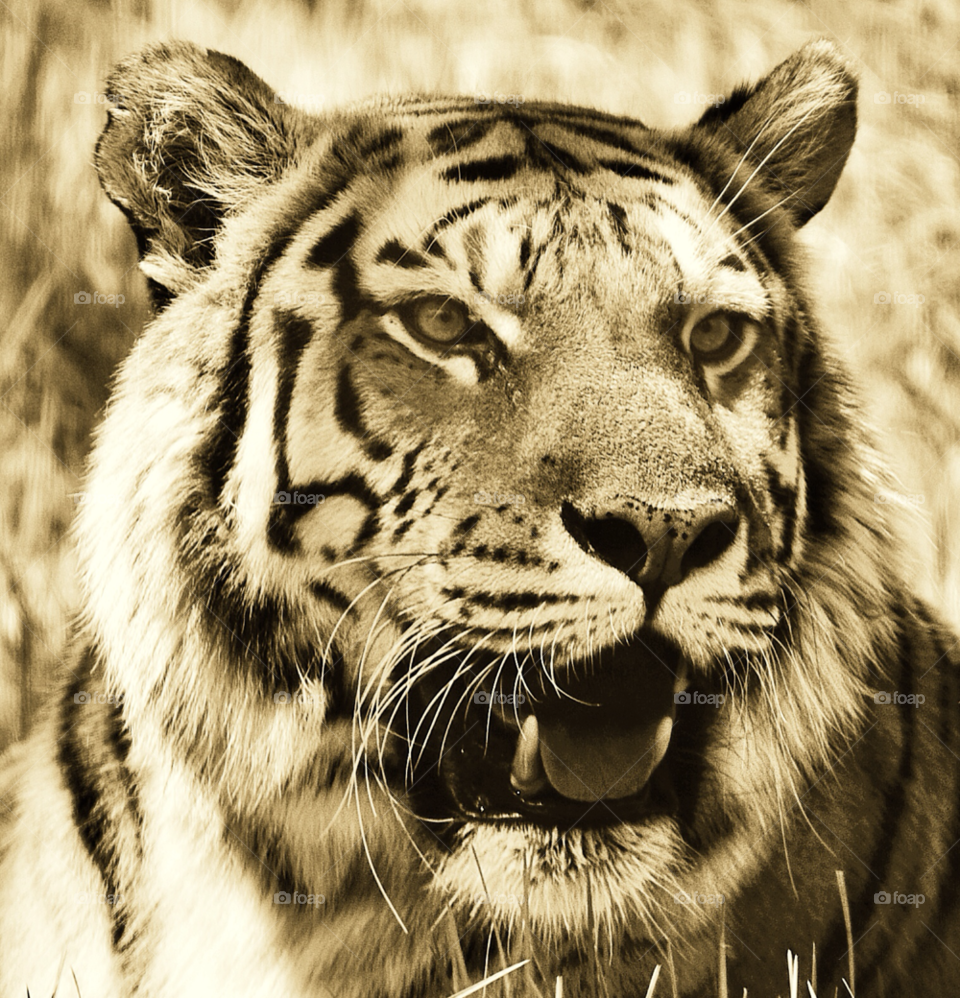 tiger bronx ny close up sepia by delvec