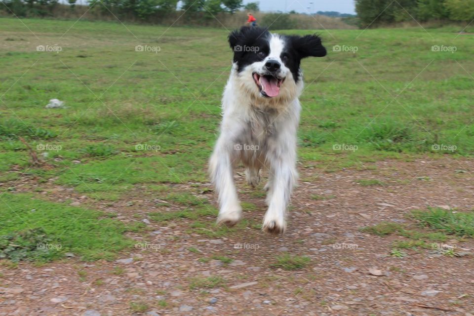 Running excitable dog