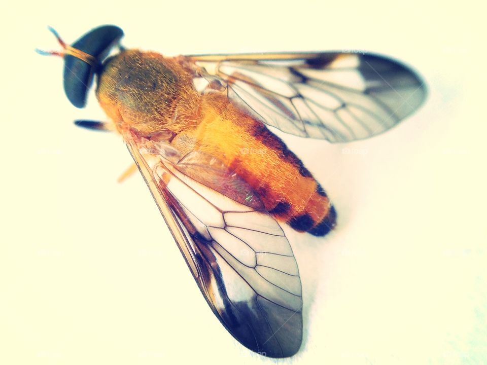 Yellow Fly. Yellow fly