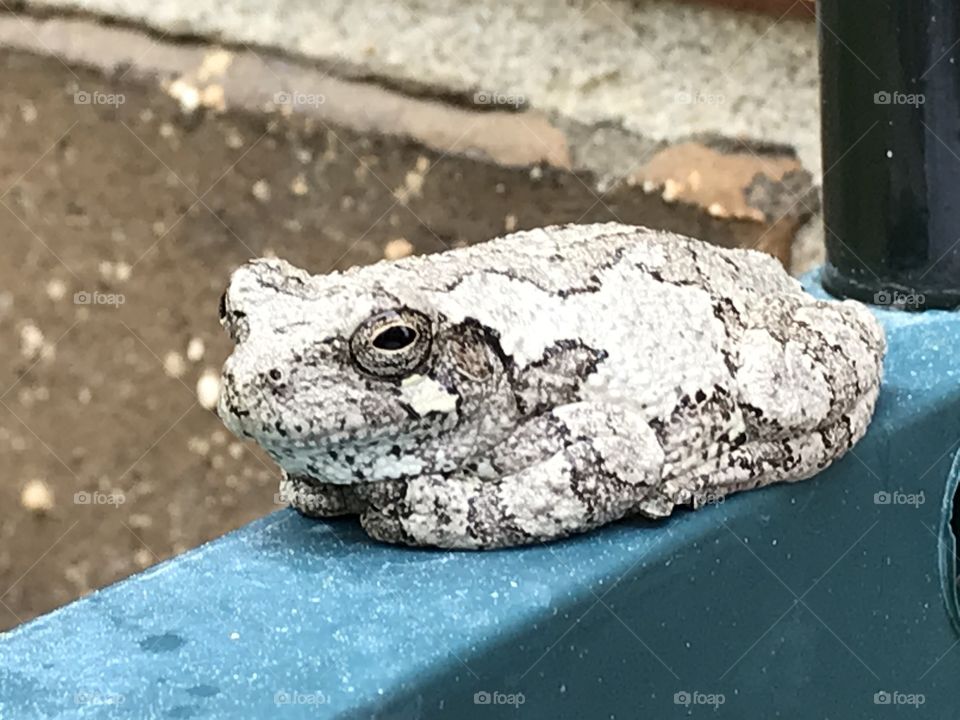 Toad