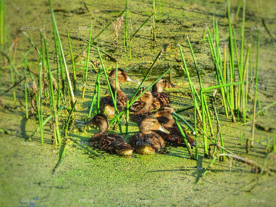 Ducks   Boucherville Québec 