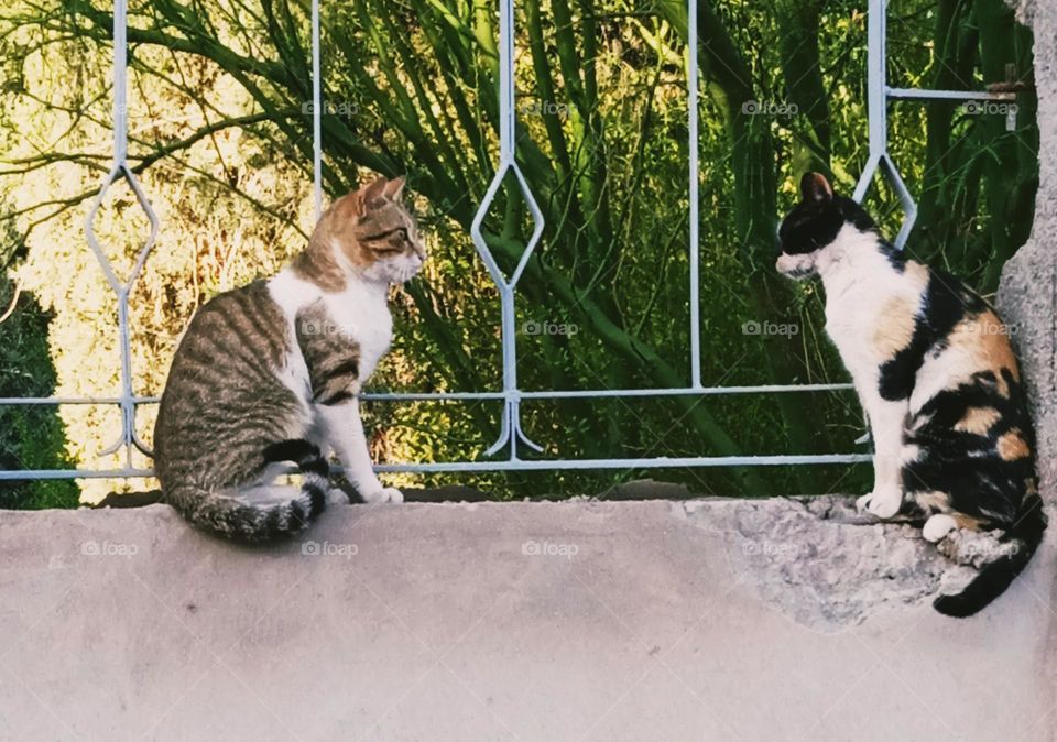 beautiful cats , lovely landscape