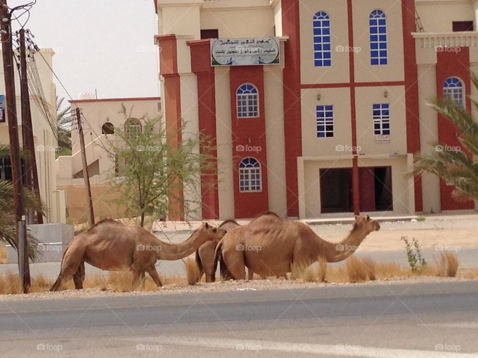 Omani transportation