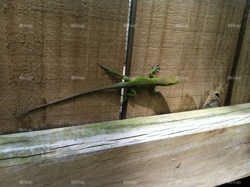 Carolina anole on the fence. 