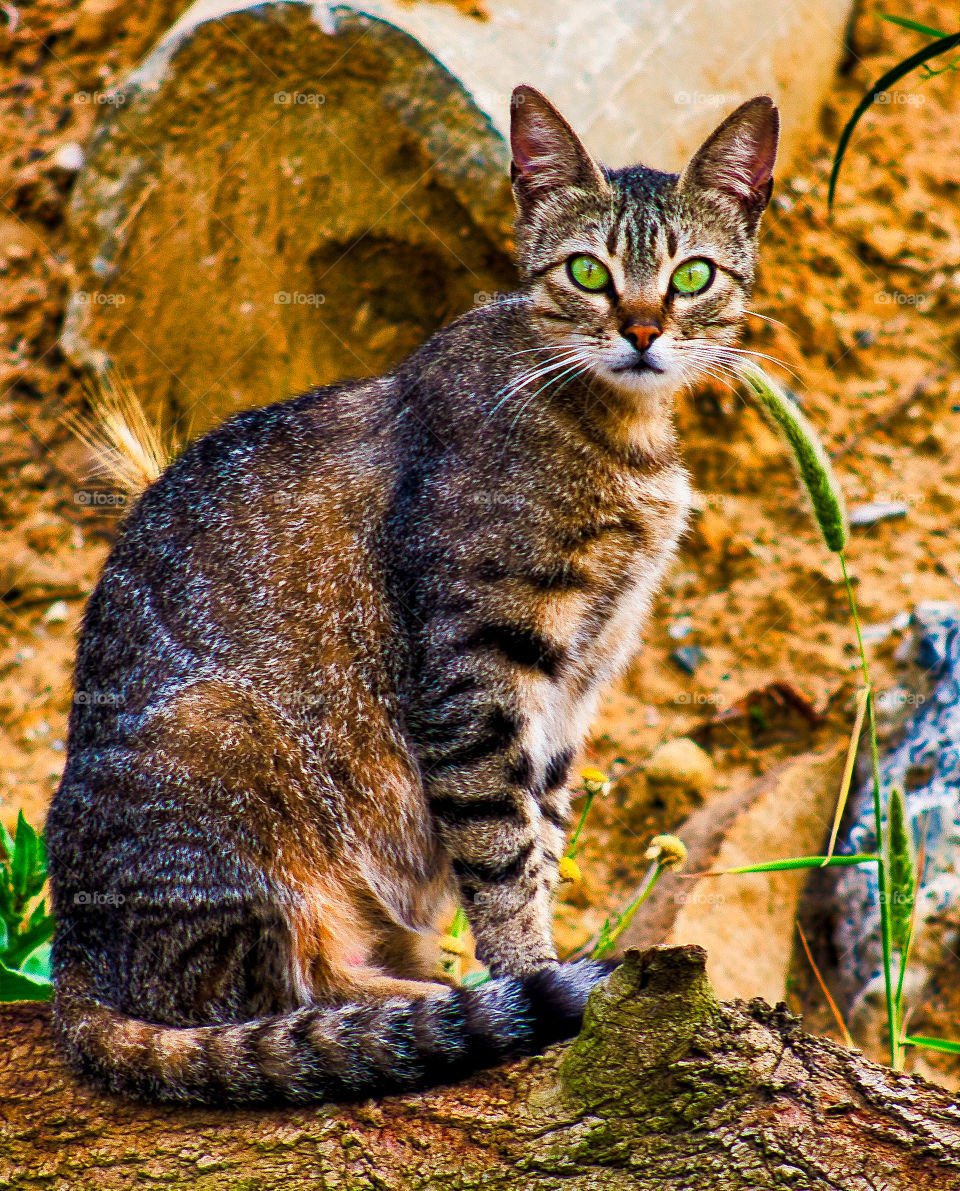 cat on tree looking at me
