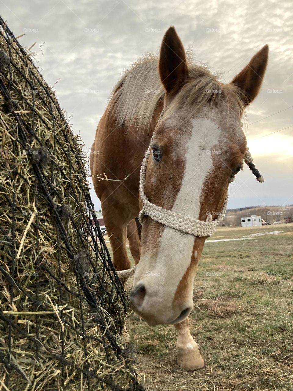 Horse Munching Hay