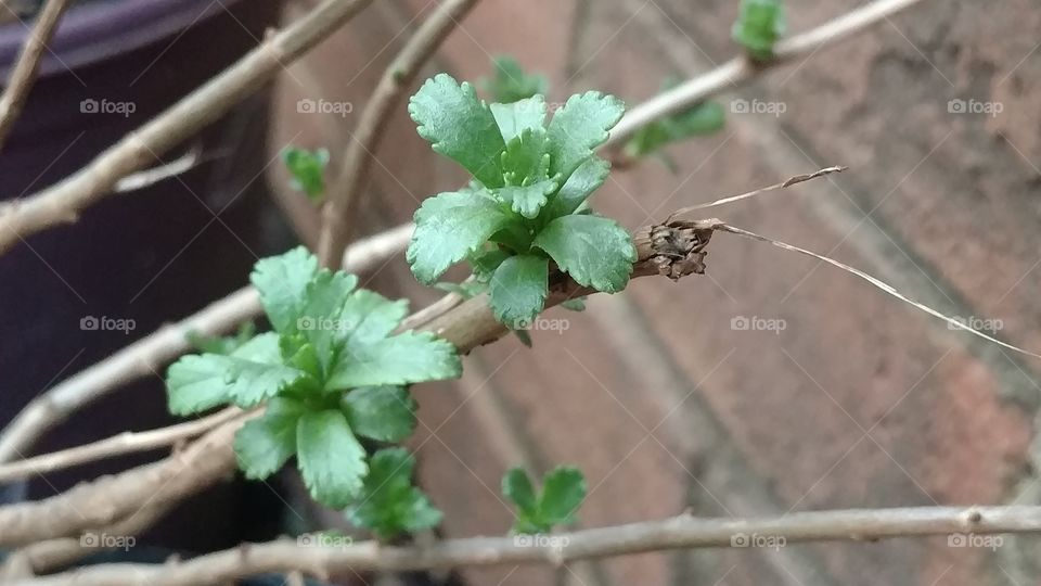 Leaf, Food, No Person, Nature, Flora