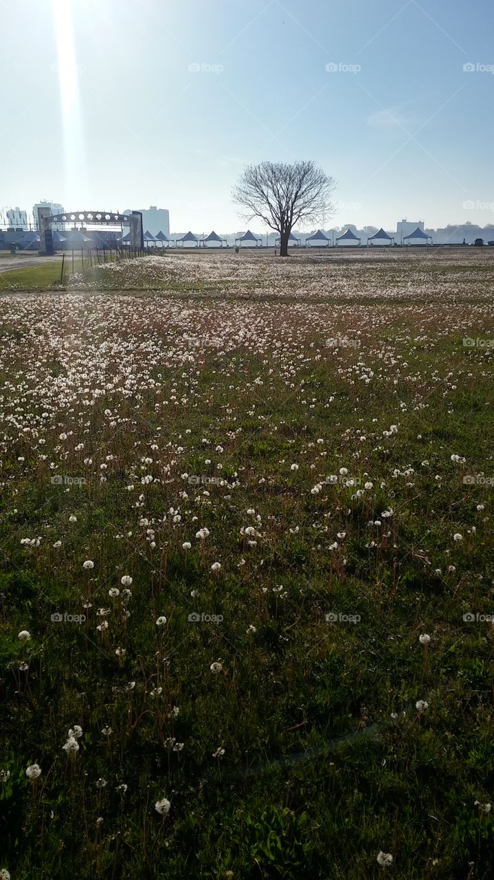 dandelions in a field