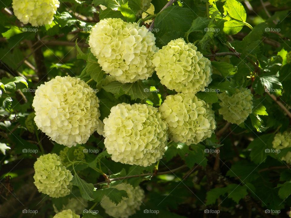 Viburnum plicatum. Popcorn Japanese snowball bush
