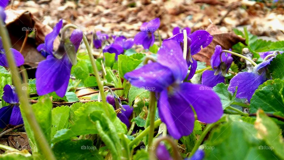 Flower, Nature, Flora, Leaf, Garden