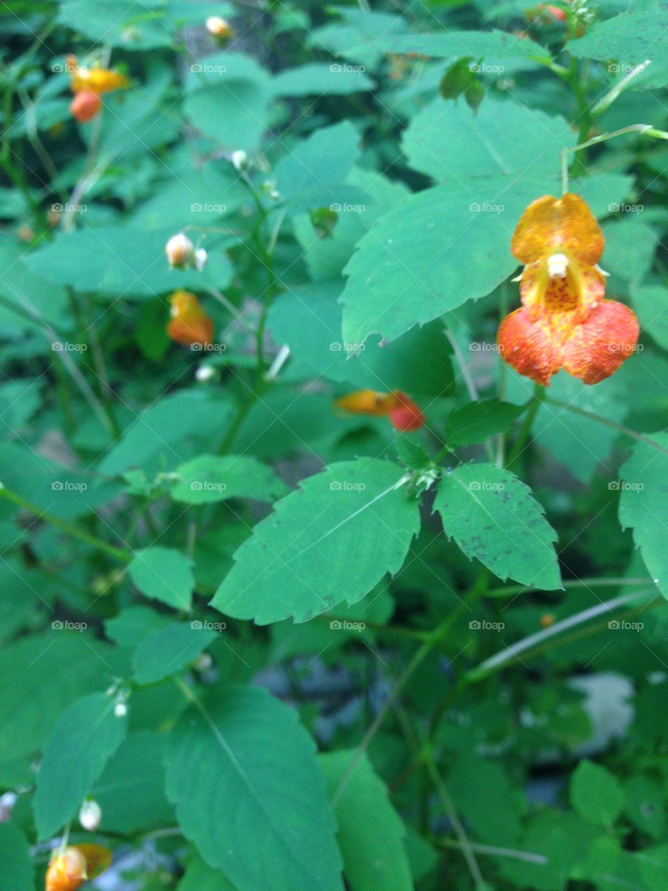 Jewel weed proving that weeds indeed can be beautiful