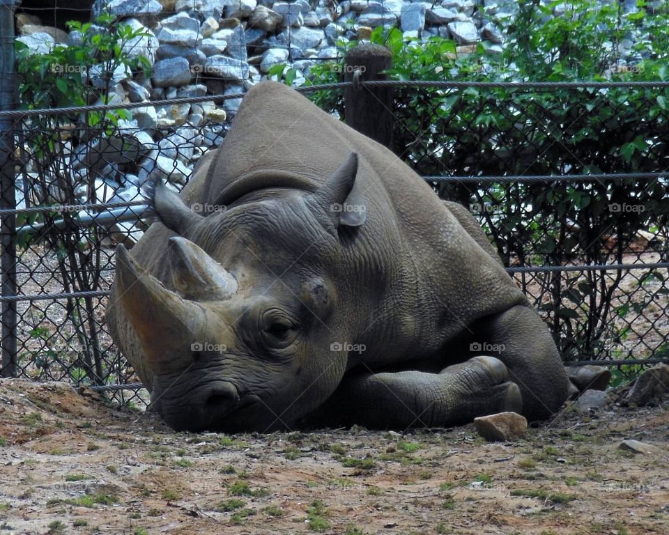 Rhino. Rhinoceros just chillin' out 