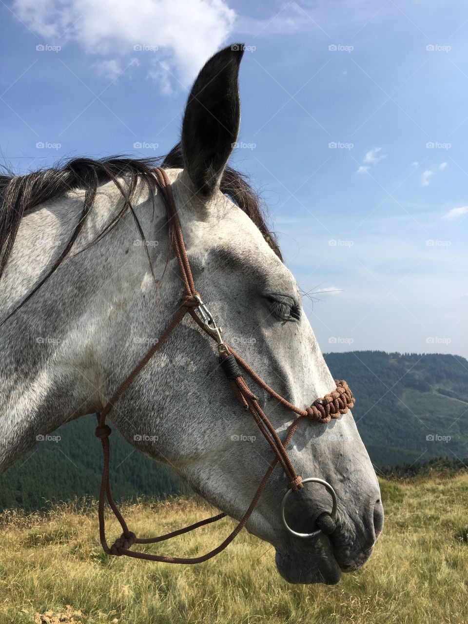 Horse with a view 