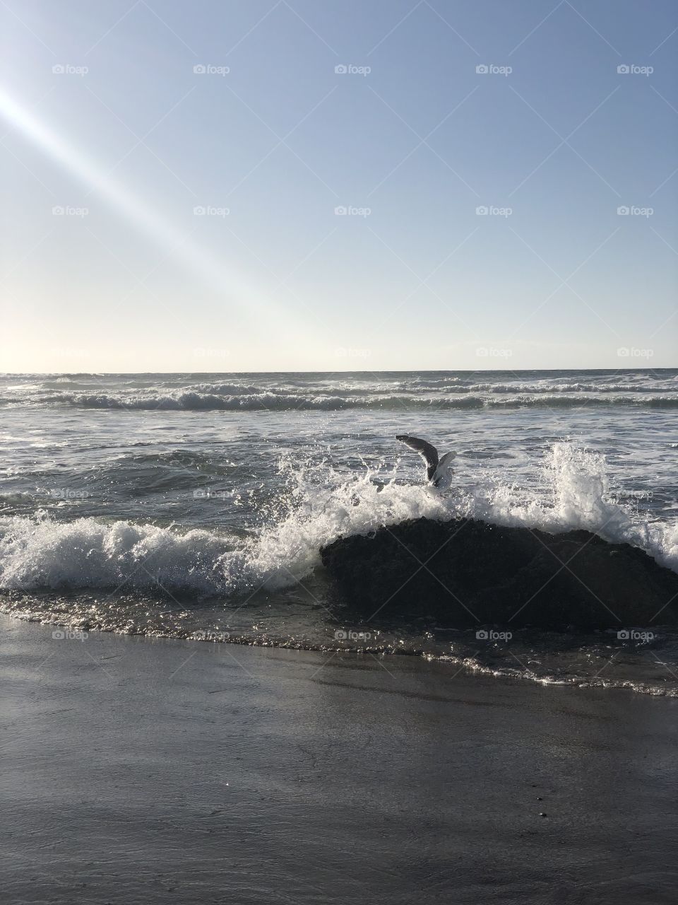 Gull on a Rock in the Ocean