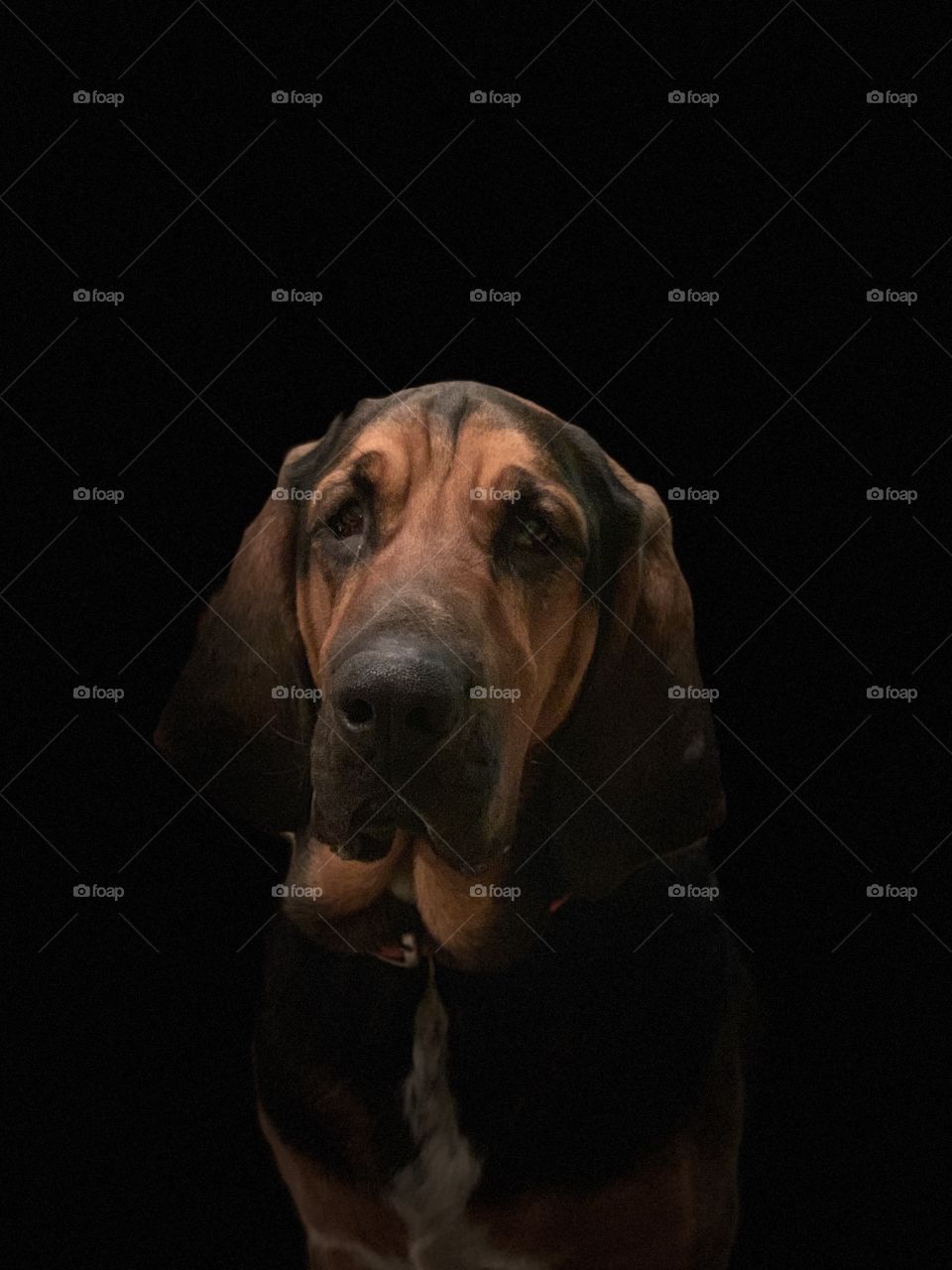 Bloodhound portrait 