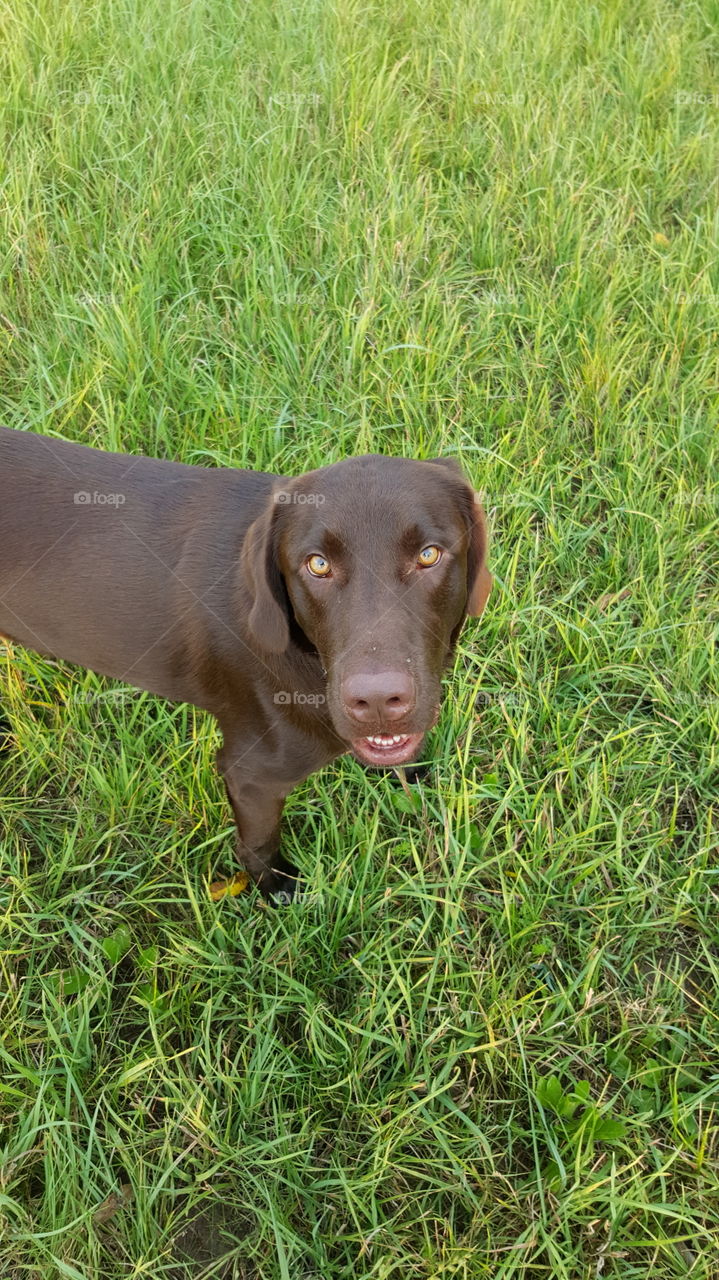 Chocolate Lab looking into camera awaiting for me to play with him