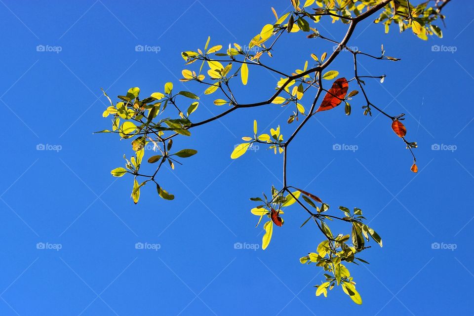 Red leaf blue sky