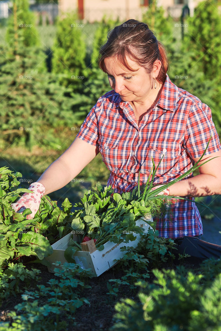 Woman working in a home garden in the backyard, picking the vegetables and put to wooden box. Candid people, real moments, authentic situations