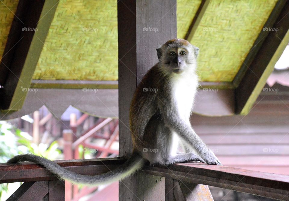 monkey so sweet in the Jungle,Taman Negara