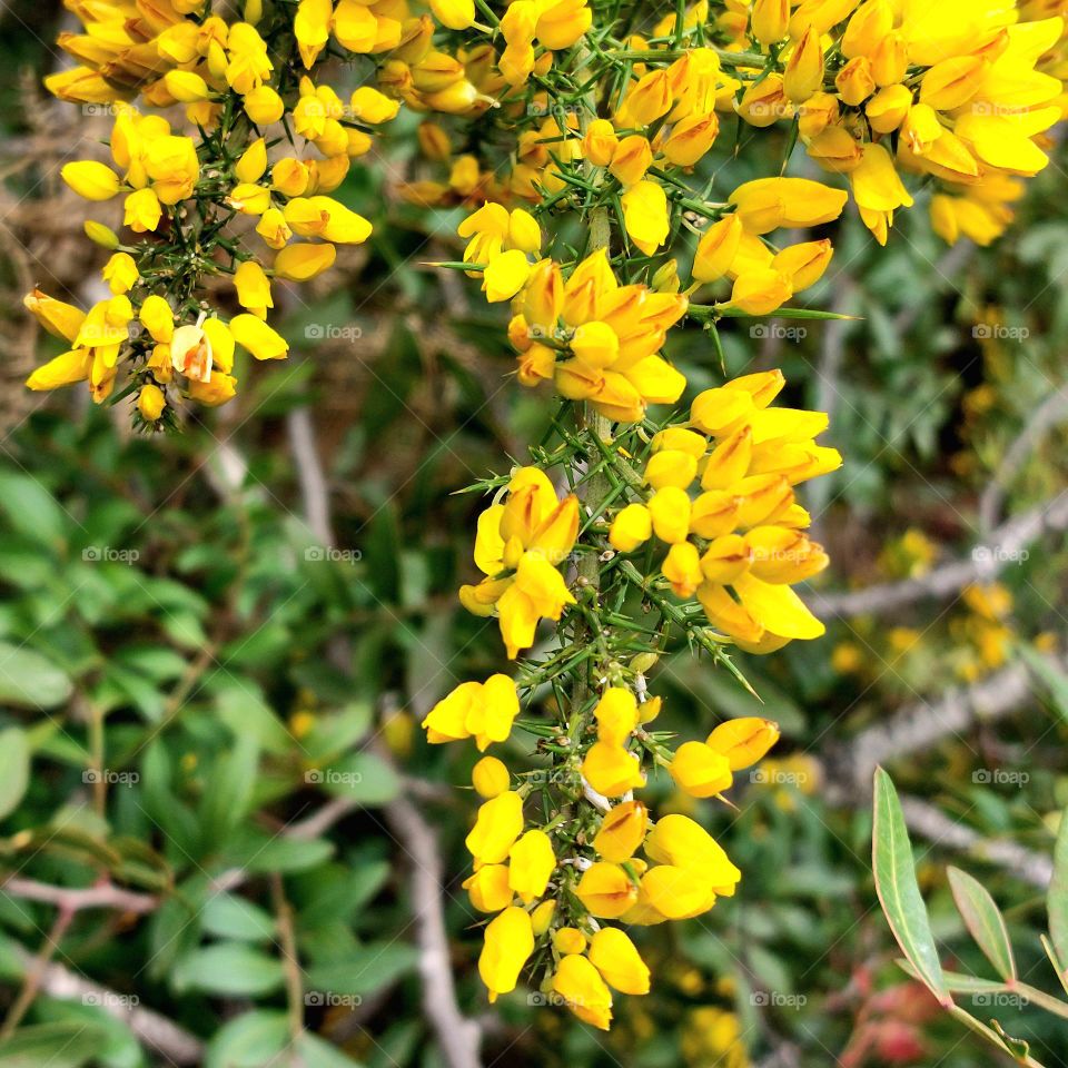 Yellow flowers in the tree