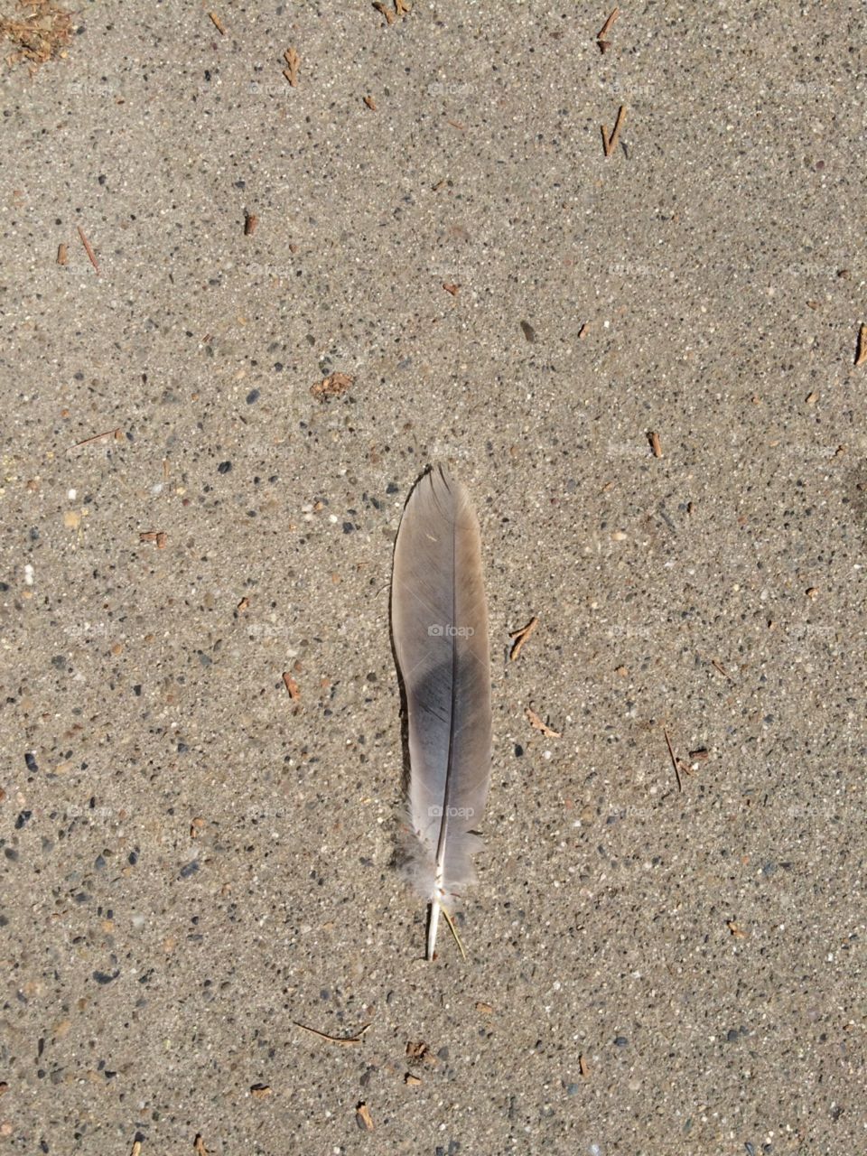 feather
