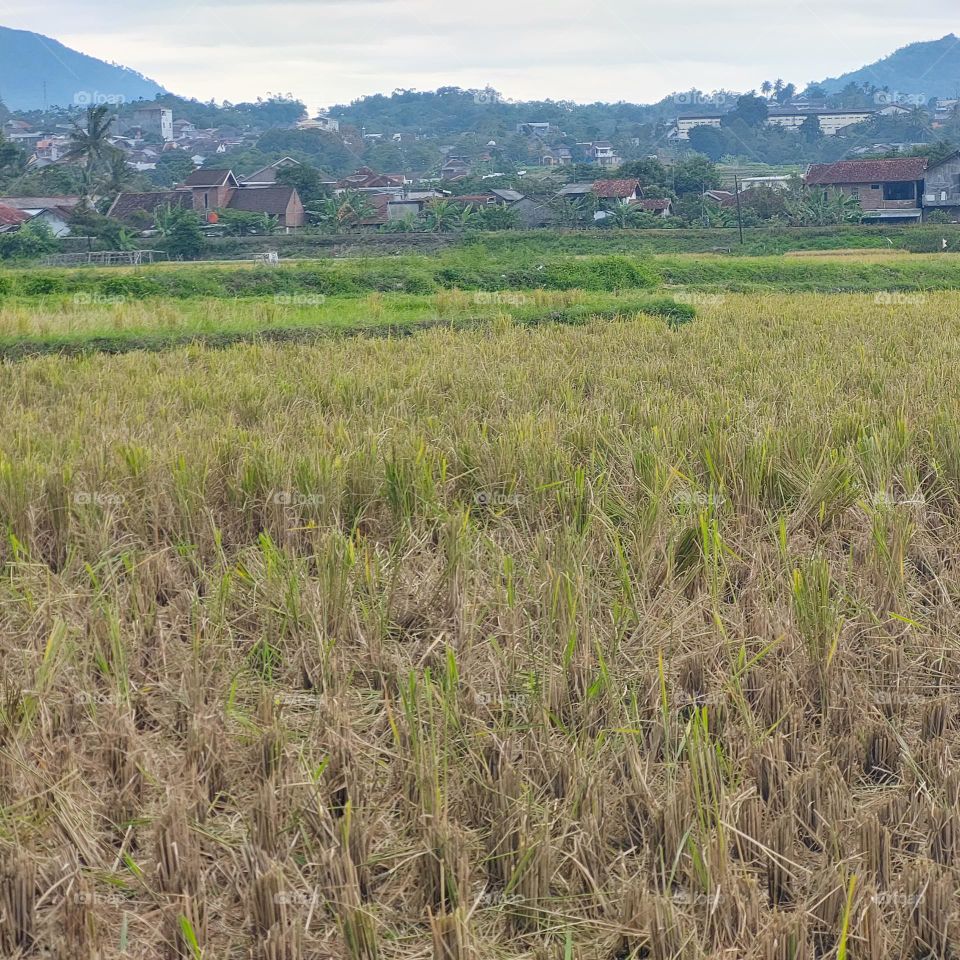 rice in paddy fields that have been harvested