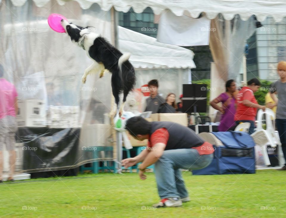 Marina Bay dog expo