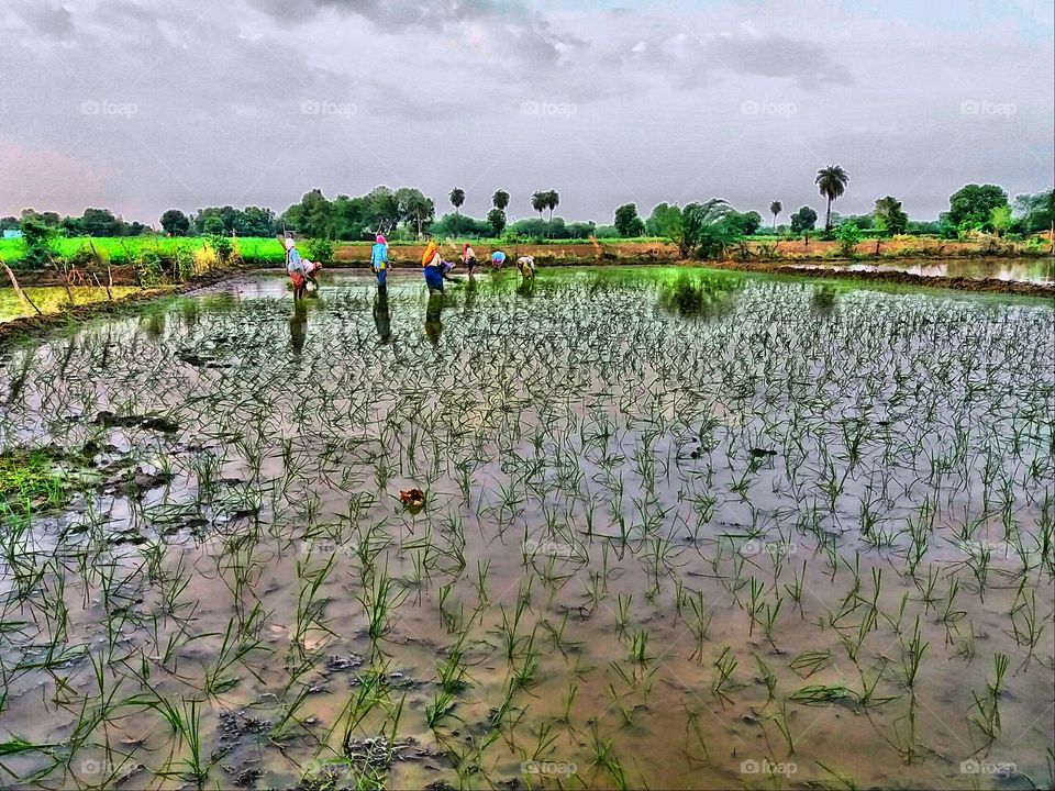 farming of rice