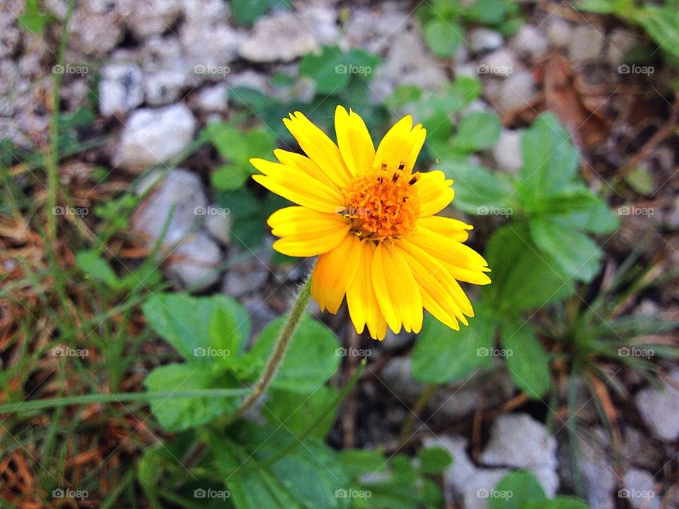 Yellow flower 
