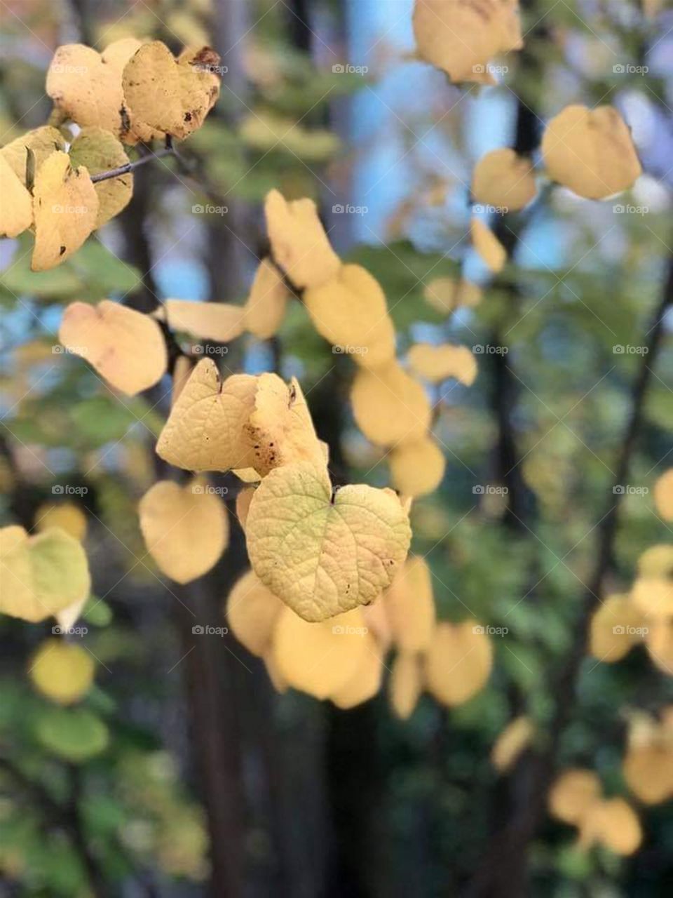 The Flora: Vibrant Yellow