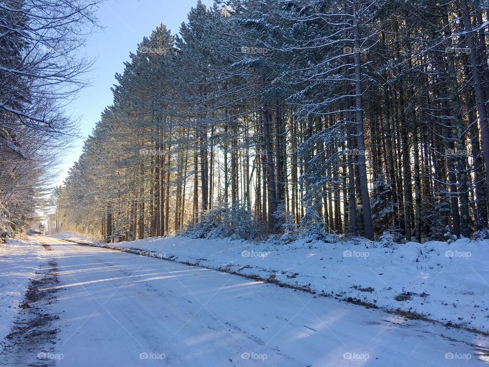 Road passing through forest during winter