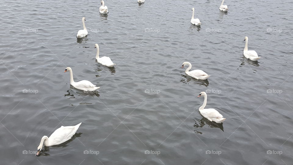 Swans