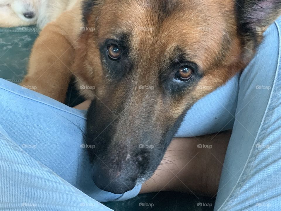 His eyes said hey sis, I need your lap and loves