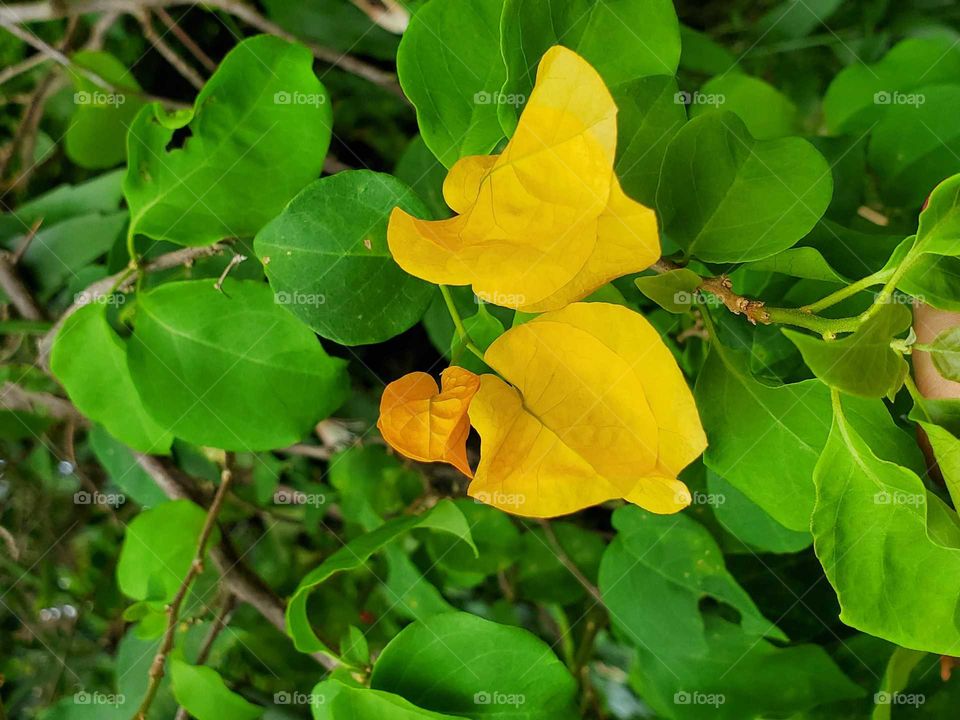 yellow trinitaria flowers