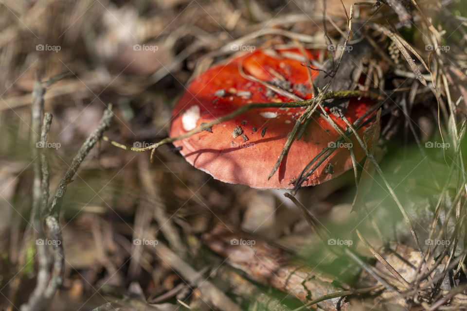 Edible mushroom in the forest in a sunny day