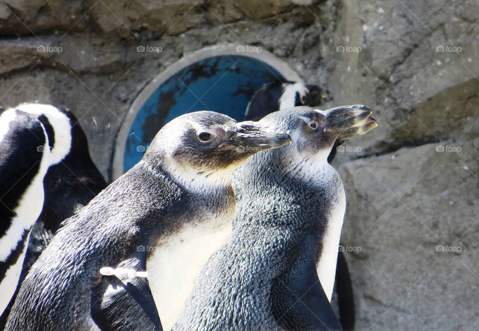 Penguins