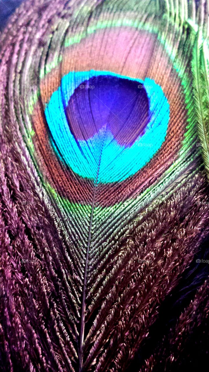 peacock feather