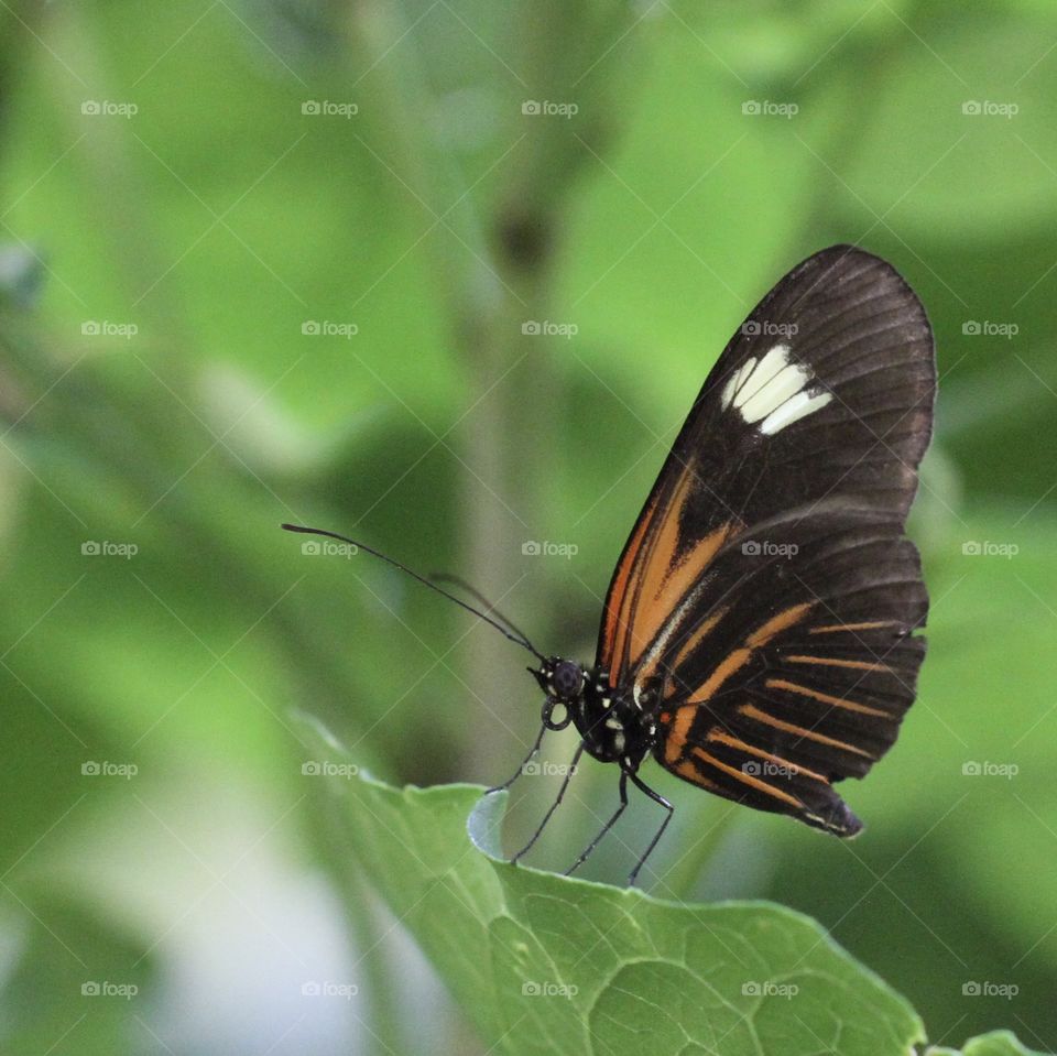 Beautiful butterflies 