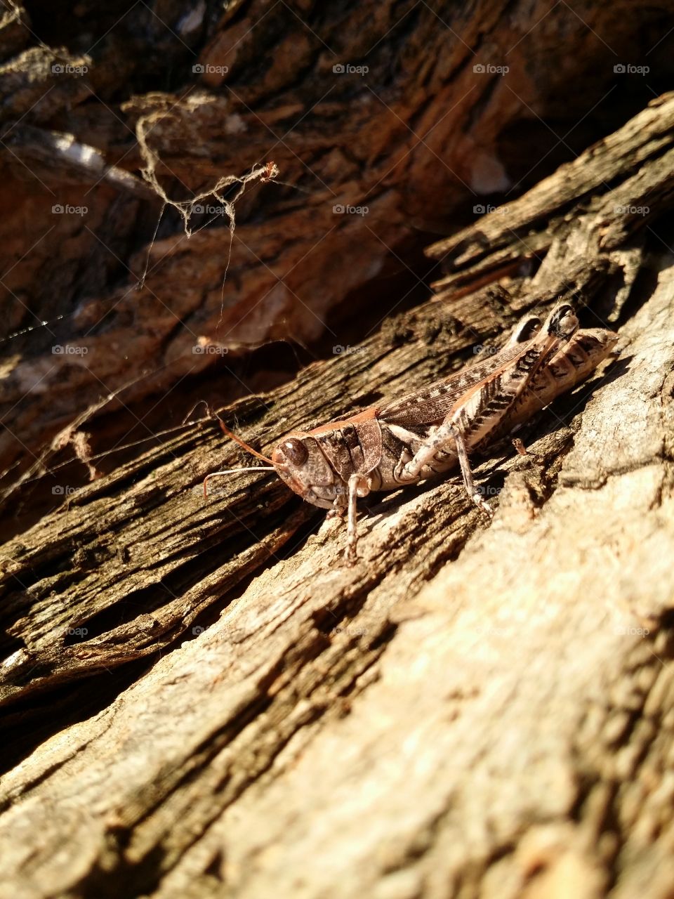 Texas Grasshopper