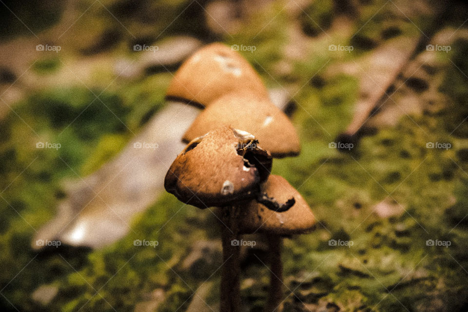 mushrooms